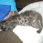 Savannah, F-2B, Male, Brown black) spotted DOB 9-25-17