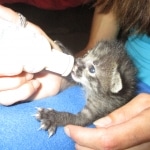 Savannah, F-2B, Male, Brown black) spotted DOB 9-25-17