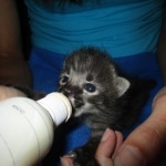 Savannah, F-2B, Male, Brown black) spotted DOB 9-25-17