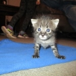 Savannah, F-2B, Male, Brown black) spotted DOB 9-25-17