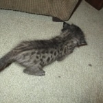 Savannah, F-2B, Male, Brown black) spotted DOB 9-25-17