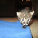 Savannah, F-2B, Male, Brown black) spotted DOB 9-25-17