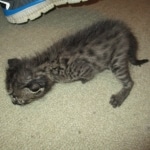Savannah, F-2B, Male, Brown black) spotted DOB 9-25-17