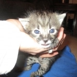 Savannah, F-2B, Male, Brown black) spotted DOB 9-25-17