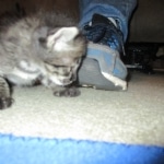 Merlin, Savannah, F-2B, Male, Brown black) spotted DOB 9-25-17