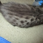 Merlin, Savannah, F-2B, Male, Brown black) spotted DOB 9-25-17