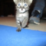 Merlin, Savannah, F-2B, Male, Brown black) spotted DOB 9-25-17