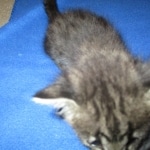 Merlin, Savannah, F-2B, Male, Brown black) spotted DOB 9-25-17