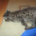 Merlin, Savannah, F-2B, Male, Brown black) spotted DOB 9-25-17