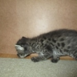 Merlin, Savannah, F-2B, Male, Brown black) spotted DOB 9-25-17