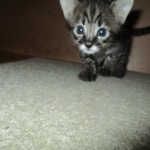 Merlin, Savannah, F-2B, Male, Brown black) spotted DOB 9-25-17