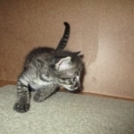 Merlin, Savannah, F-2B, Male, Brown black) spotted DOB 9-25-17