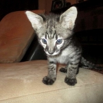 Merlin, Savannah, F-2B, Male, Brown black) spotted DOB 9-25-17