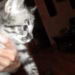 Merlin, Savannah, F-2B, Male, Brown black) spotted DOB 9-25-17