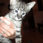 Merlin, Savannah, F-2B, Male, Brown black) spotted DOB 9-25-17