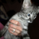 Merlin, Savannah, F-2B, Male, Brown black) spotted DOB 9-25-17