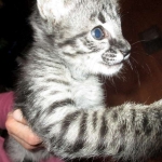 Merlin, Savannah, F-2B, Male, Brown black) spotted DOB 9-25-17