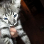 Merlin, Savannah, F-2B, Male, Brown black) spotted DOB 9-25-17