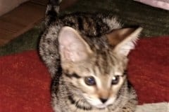 Hunter Savannah F-2B Brown (black) spotted Male Ticket DOB 1-20-20