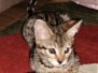 Hunter Savannah F-2B Brown (black) spotted Male Ticket DOB 1-20-20