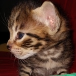 Savannah, F-2B, BST, male,  Ticket, DOB 1-20-20