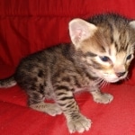 Savannah, F-2B, BST, male,  Ticket, DOB 1-20-20