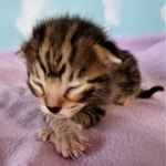 Savannah, F-2B, BST, male,  Ticket, DOB 1-20-20