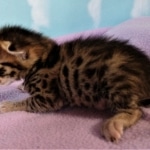 Savannah, F-2B, BST, male,  Ticket, DOB 1-20-20