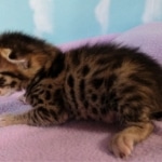 Savannah, F-2B, BST, male,  Ticket, DOB 1-20-20