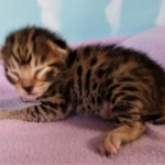 Savannah, F-2B, BST, male,  Ticket, DOB 1-20-20