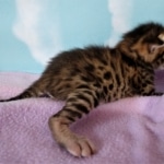 Savannah, F-2B, BST, male,  Ticket, DOB 1-20-20