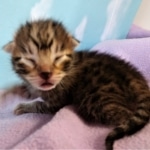 Savannah, F-2B, BST, male,  Ticket, DOB 1-20-20