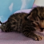 Savannah, F-2B, BST, male,  Ticket, DOB 1-20-20