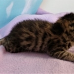 Savannah, F-2B, BST, male,  Ticket, DOB 1-20-20