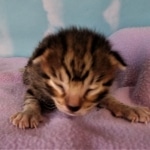 Savannah, F-2B, BST, male,  Ticket, DOB 1-20-20