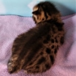 Savannah, F-2B, BST, male,  Ticket, DOB 1-20-20