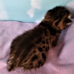 Savannah, F-2B, BST, male,  Ticket, DOB 1-20-20