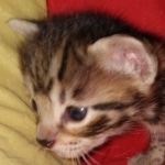 Savannah, F-2B, BST, male,  Ticket, DOB 1-20-20