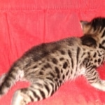 Savannah, F-2B, BST, male,  Ticket, DOB 1-20-20