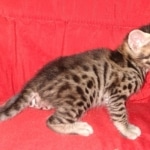 Savannah, F-2B, BST, male,  Ticket, DOB 1-20-20