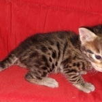 Savannah, F-2B, BST, male,  Ticket, DOB 1-20-20