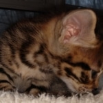 Hunter, Savannah, F-2B, BST, male,  Ticket, DOB 1-20-20