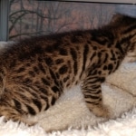 Hunter, Savannah, F-2B, BST, male,  Ticket, DOB 1-20-20