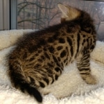 Hunter, Savannah, F-2B, BST, male,  Ticket, DOB 1-20-20