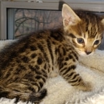 Hunter, Savannah, F-2B, BST, male,  Ticket, DOB 1-20-20