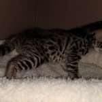 Hunter, Savannah, F-2B, BST, male,  Ticket, DOB 1-20-20