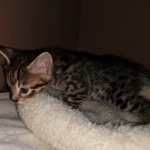 Hunter, Savannah, F-2B, BST, male,  Ticket, DOB 1-20-20