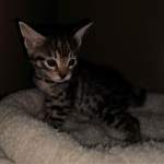 Hunter, Savannah, F-2B, BST, male,  Ticket, DOB 1-20-20