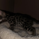 Hunter, Savannah, F-2B, BST, male,  Ticket, DOB 1-20-20