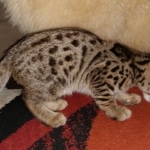 Hunter, Savannah, F-2B, BST, male,  Ticket, DOB 1-20-20